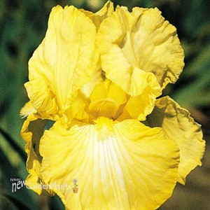 Summer Olympics Reblooming Bearded Iris