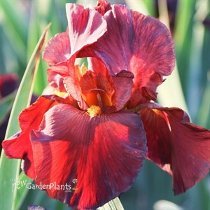 'War Chief' German Iris