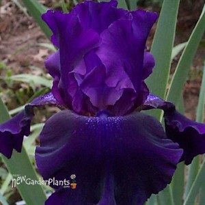 Iris 'Rosalie Figg'