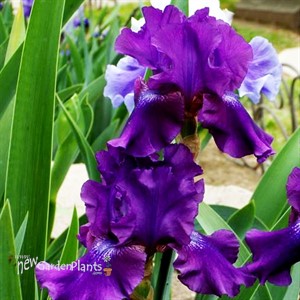 Iris 'Rosalie Figg'