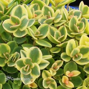 SunSparkler® Lime Twister Sedum Sedum 'Lime Twister'