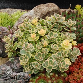 SunSparkler® Lime Twister Sedum Sedum 'Lime Twister'