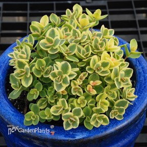 SunSparkler® Lime Twister Sedum Sedum 'Lime Twister'