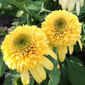 'Lemon Drop' Echinacea