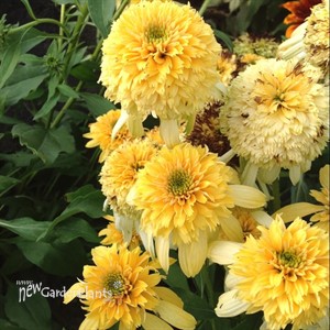 'Lemon Drop' Echinacea