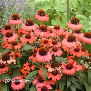 Echinacea 'Tanager' EYE-CATCHER Collection