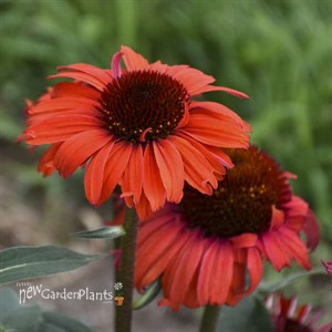 Echinacea 'Tanager' EYE-CATCHER Collection