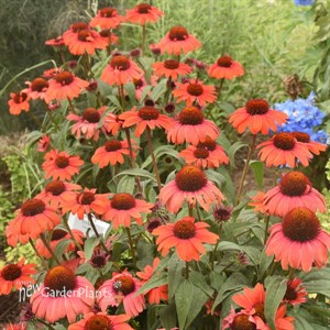 Echinacea 'Tanager' EYE-CATCHER Collection