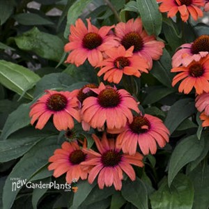 Echinacea 'Tanager' EYE-CATCHER Collection
