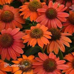 Artisan Red Ombre Echinacea