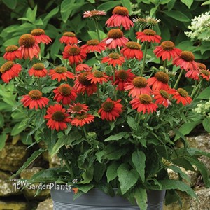 Artisan Red Ombre Echinacea