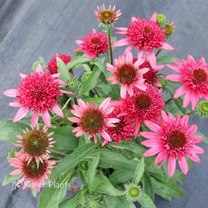 ‘Giddy Pink’ Echinacea