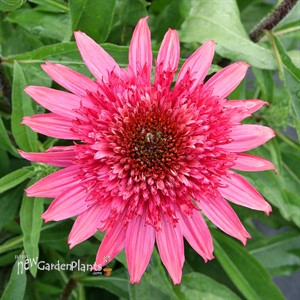 ‘Giddy Pink’ Echinacea