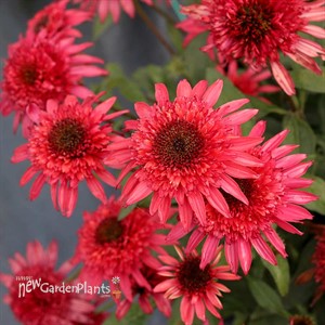 ‘Giddy Pink’ Echinacea