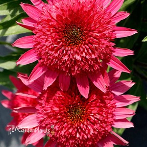 ‘Giddy Pink’ Echinacea