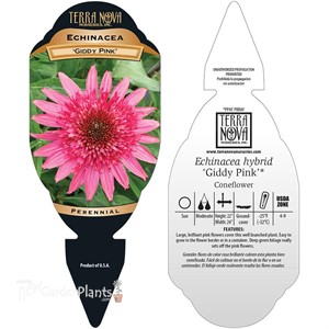 ‘Giddy Pink’ Echinacea