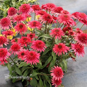 ‘Giddy Pink’ Echinacea