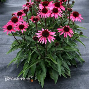 DARK SHADOWS Wicked Echinacea Coneflower