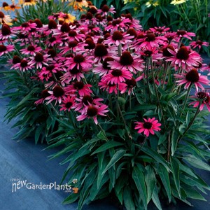 DARK SHADOWS Wicked Echinacea Coneflower