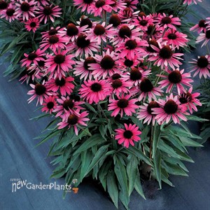 DARK SHADOWS Wicked Echinacea Coneflower