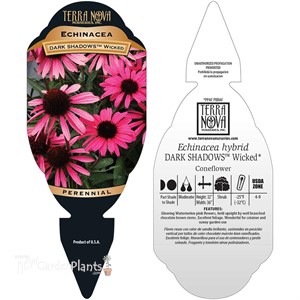 DARK SHADOWS Wicked Echinacea Coneflower