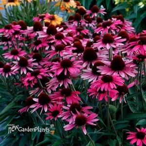 DARK SHADOWS Wicked Echinacea Coneflower