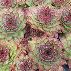 Dynamo Hens n Chicks Sempervivum