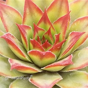Dynamo Hens n Chicks Sempervivum