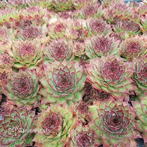 Dynamo Hens n Chicks Sempervivum