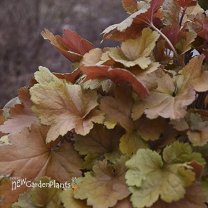 Dolce 'Toffee Tart' Coral Heuchera hybrid