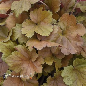Dolce 'Toffee Tart' Coral Heuchera hybrid