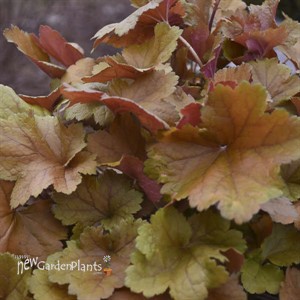Dolce 'Toffee Tart' Coral Heuchera hybrid