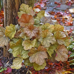 Dolce 'Toffee Tart' Coral Heuchera hybrid
