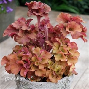 Heuchera 'Frilly'