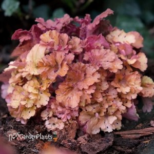 Heuchera 'Frilly'