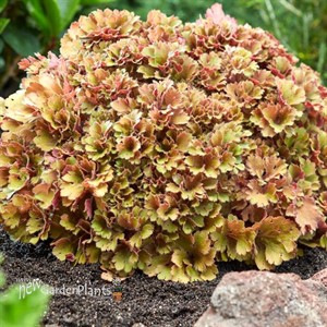 Heuchera 'Frilly'