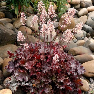 Heuchera ‘Ruby Tuesday’