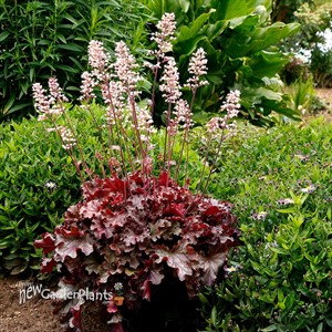 Heuchera ‘Ruby Tuesday’