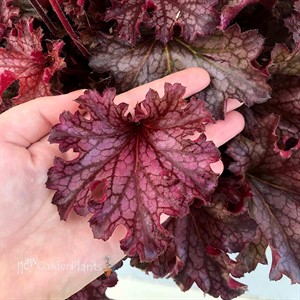 Heuchera ‘Ruby Tuesday’