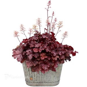 Heuchera ‘Ruby Tuesday’