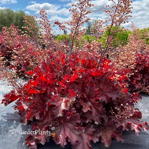 Heuchera ‘Ruby Tuesday’