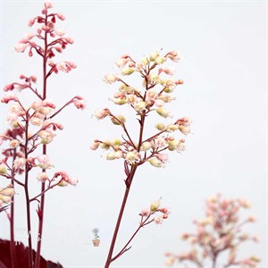 Heuchera ‘Ruby Tuesday’