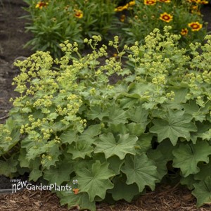 Alchemilla mollis
