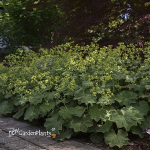 Alchemilla mollis