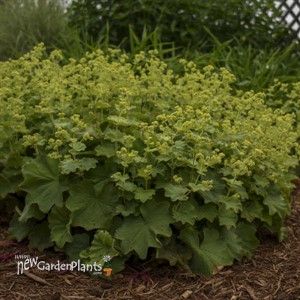 Alchemilla mollis