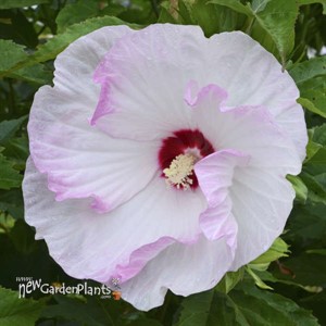 'Ballet Slippers' Hibiscus SUMMERIFIC® Collection