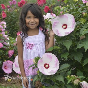 'Ballet Slippers' Hibiscus SUMMERIFIC® Collection