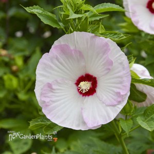 'Ballet Slippers' Hibiscus SUMMERIFIC® Collection