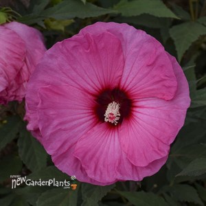 Hibiscus 'Candy Crush' SUMMERIFIC Collection