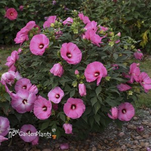 Hibiscus 'Candy Crush' SUMMERIFIC Collection